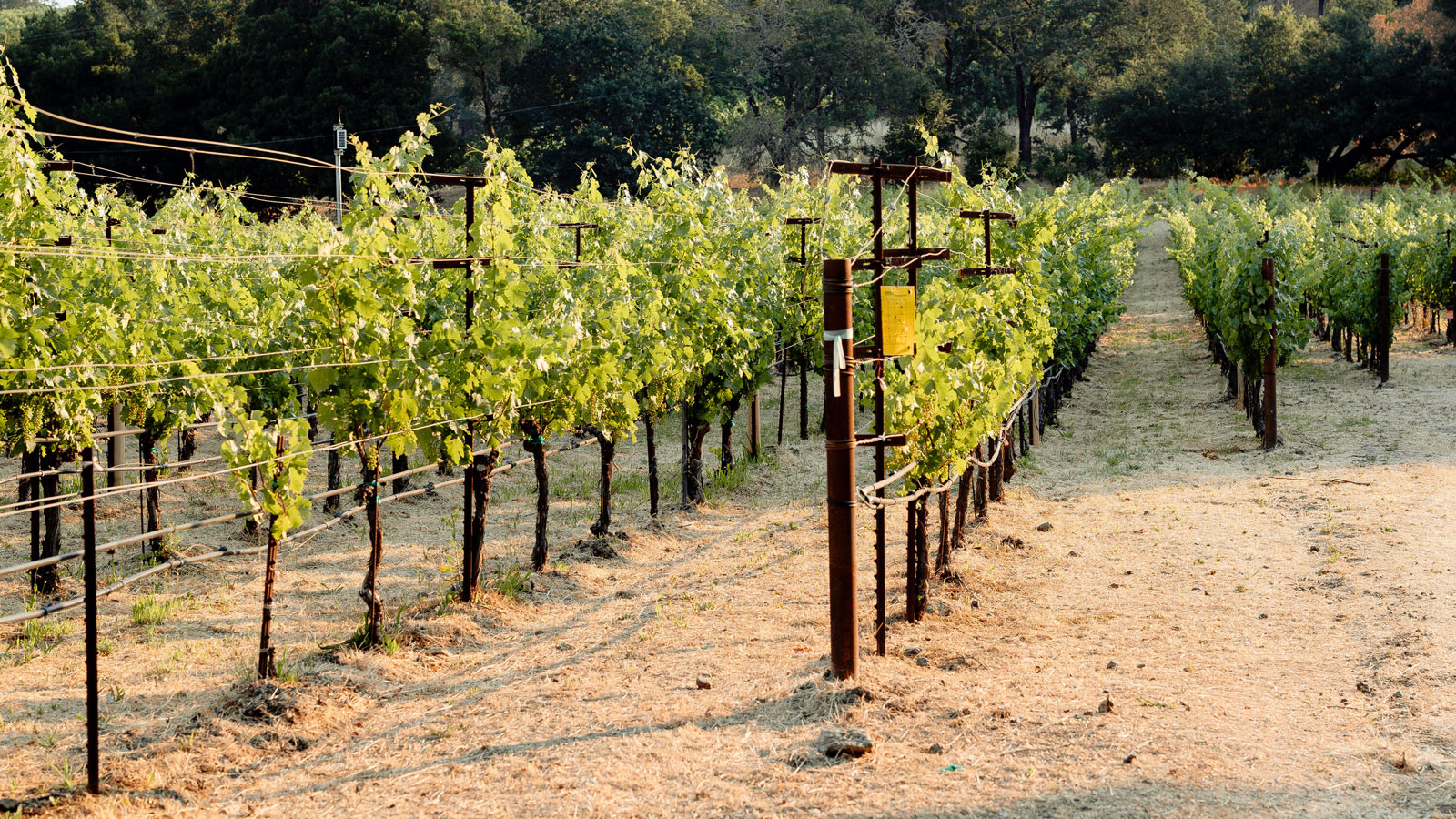 Clos Abeille Vineyard