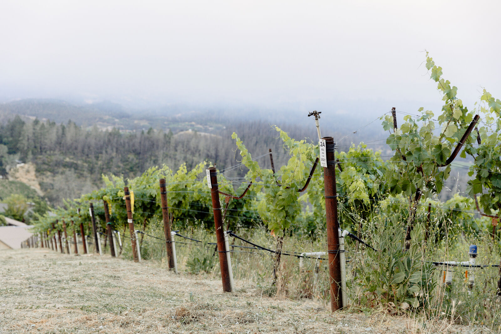 Sorenson Vineyard