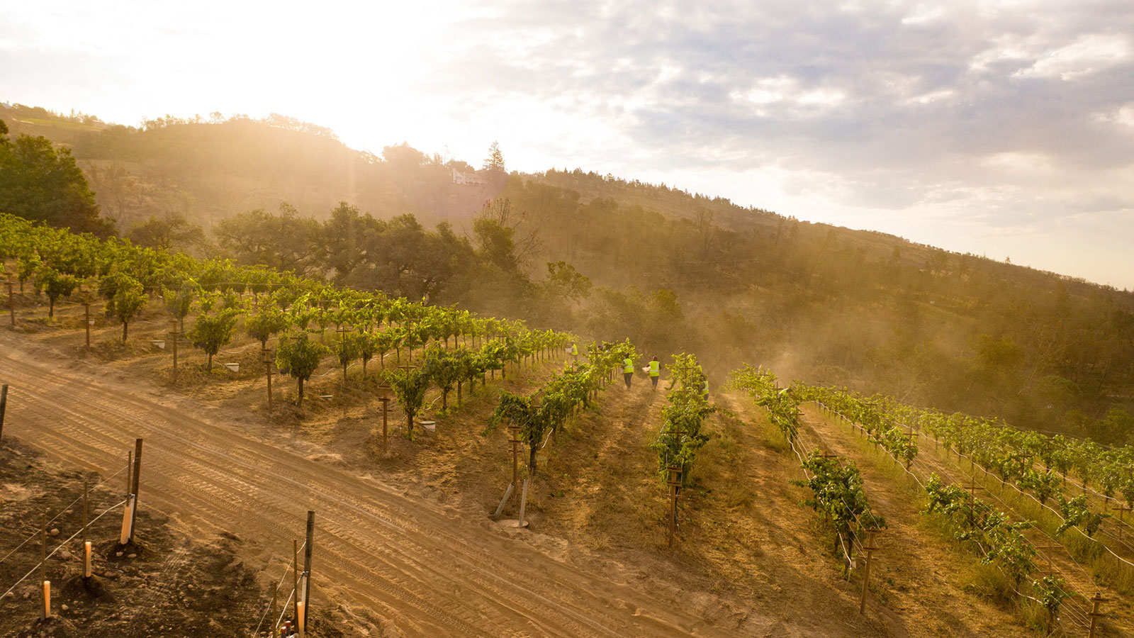 Sorenson Vineyard, Napa Valley