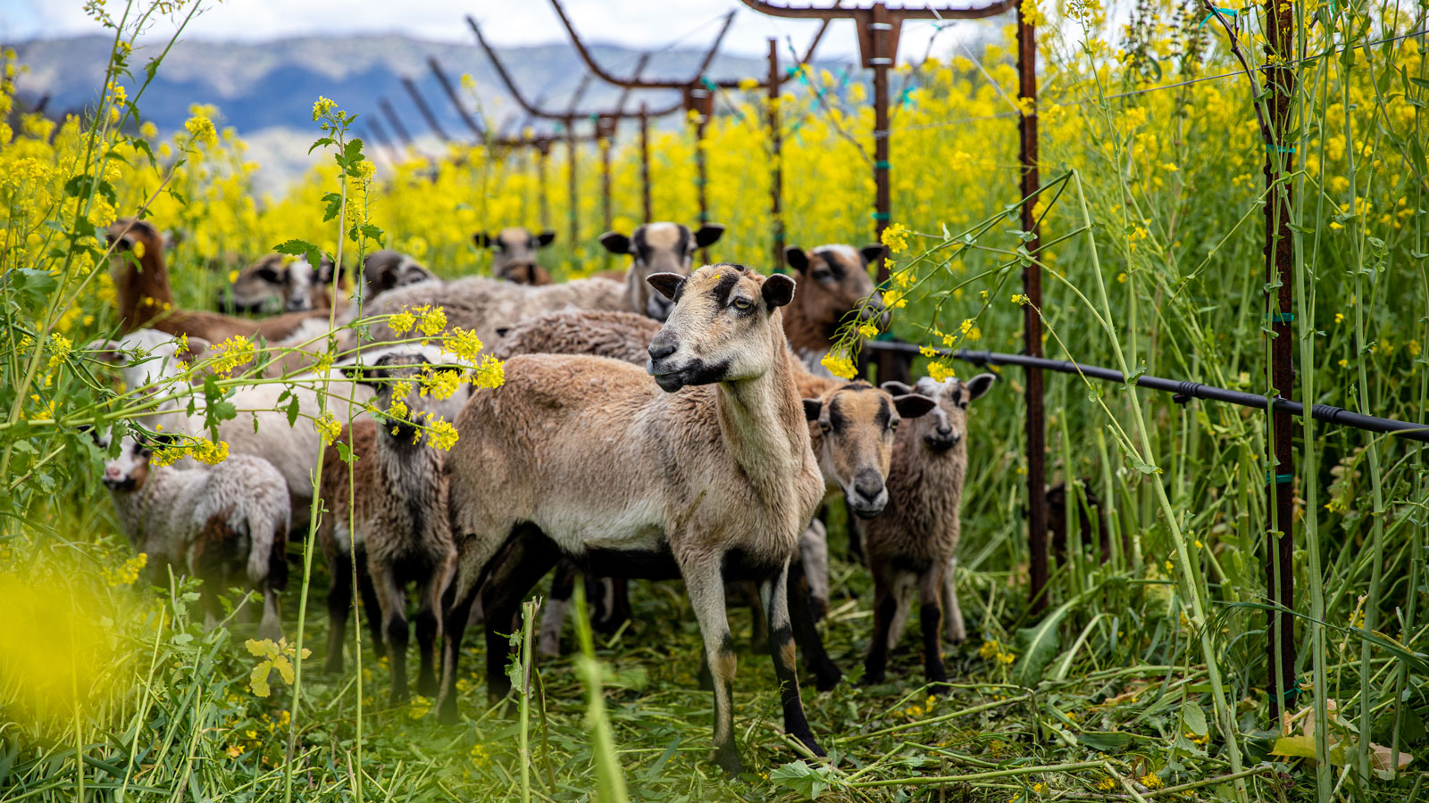 Goats grazing in the vineyard with the cover crop